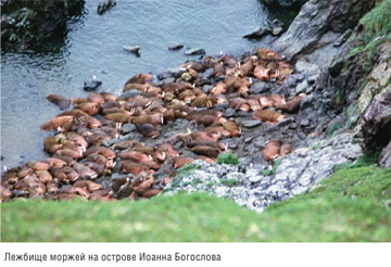 Книга Широко шагая. Лежбище моржей на острове Иоанна Богослова