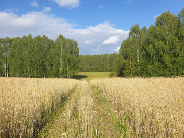 Полевая дорога